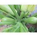 Light long green  vegetable cucurbita pepo hybrid summer squash seeds